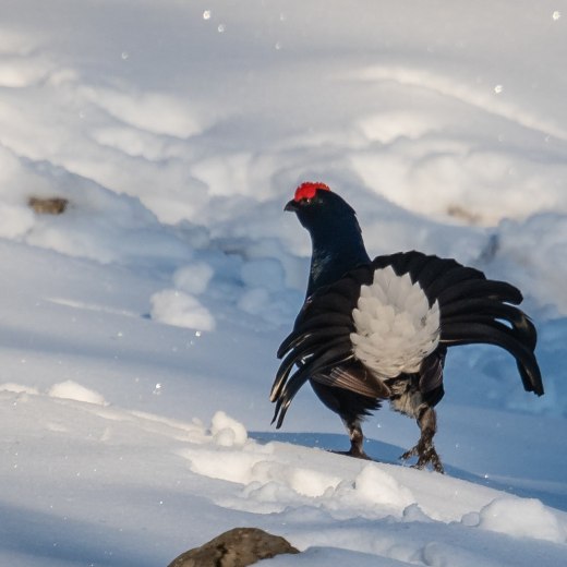 BirkhahnWinter, © Florian Bossert BirkhahnWinter, © Florian Bossert