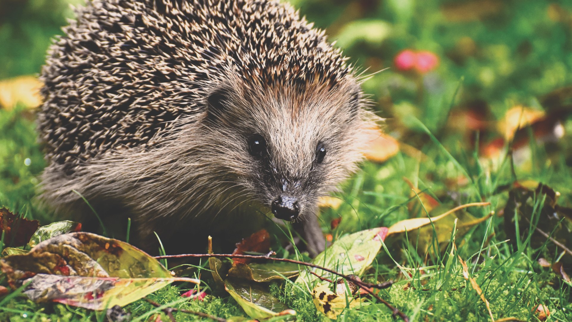 Igel, © pronatour