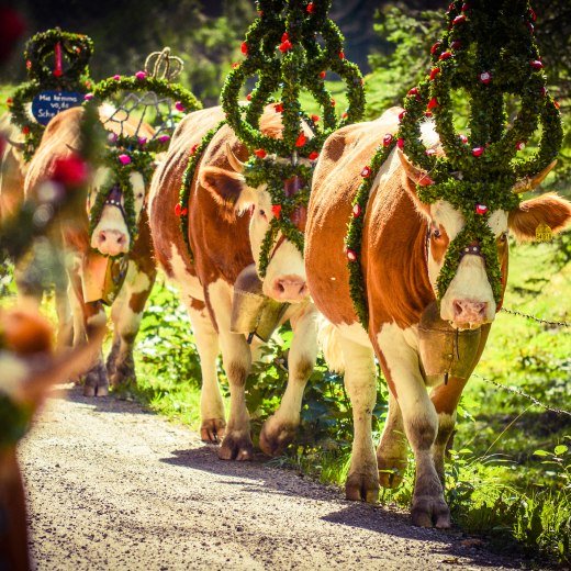 Eindrücke vom Almabtrieb am Tegernsee, © Florian Liebenstein