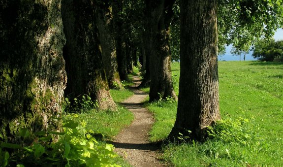 Steindlallee, &copy; Unbekannt