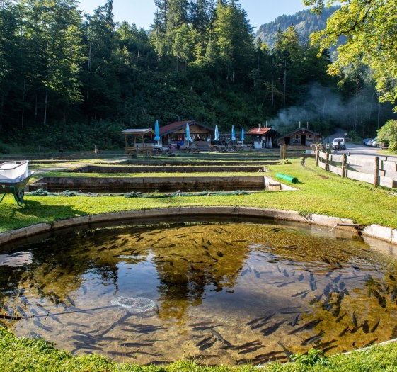 Spaziergang Fischzucht, © Der Tegernsee (Thomas Plettenberg) Spaziergang Fischzucht, © Der Tegernsee (Thomas Plettenberg)