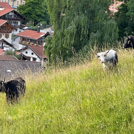 Wiese, &copy; im-web.de/ Ferienwohnungen Tegernsee