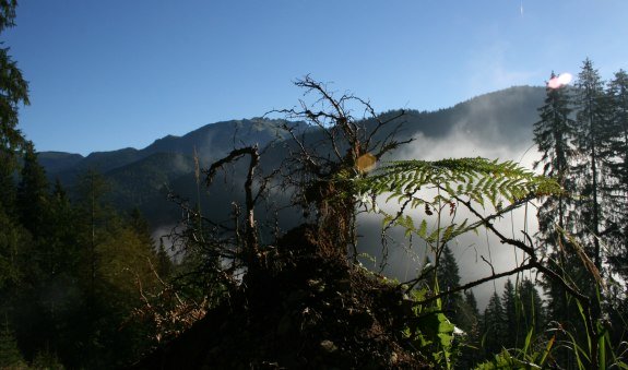 Urwald, &copy; Alpenregion Tegernsee Schliersee
