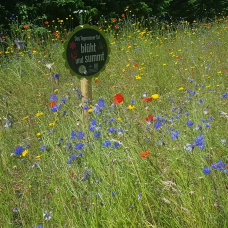 Blumenwiese in der Dr. Scheid-Stra&szlig;e, &copy; Gunther Mair