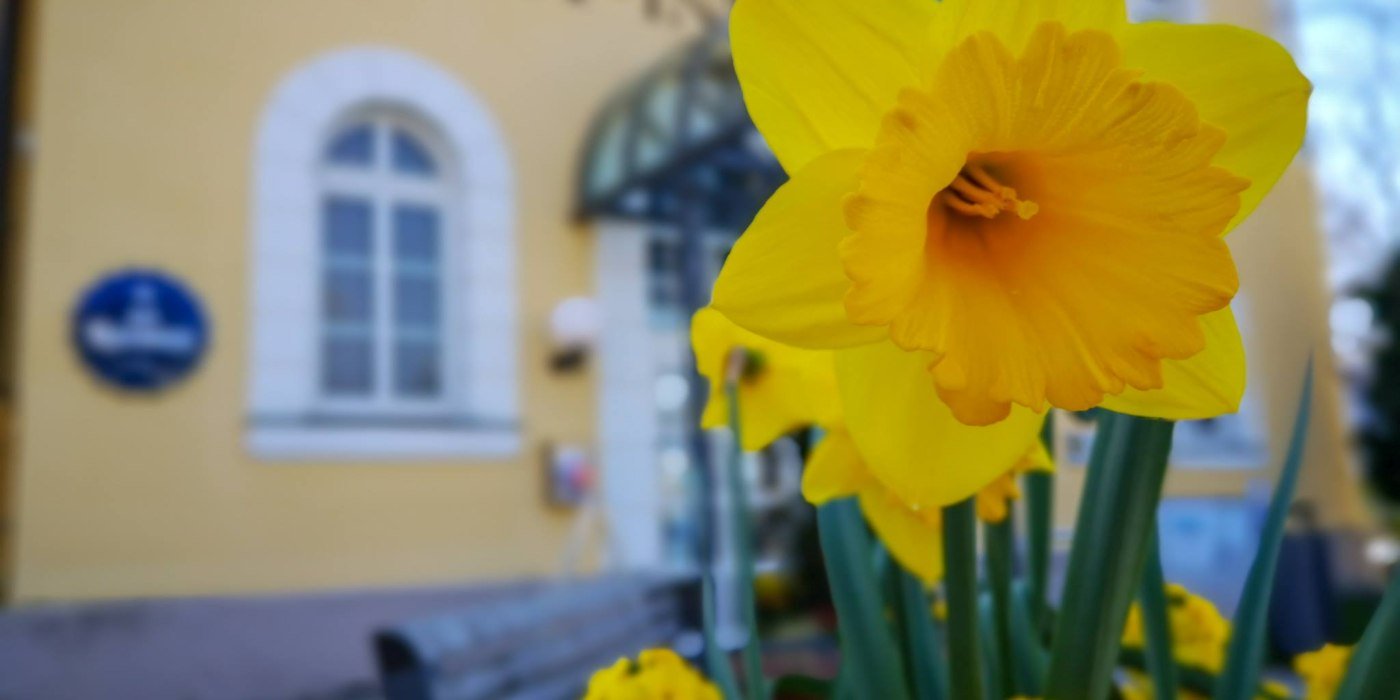 osterglockenti, &copy; &copy;ThomasM&uuml;ller