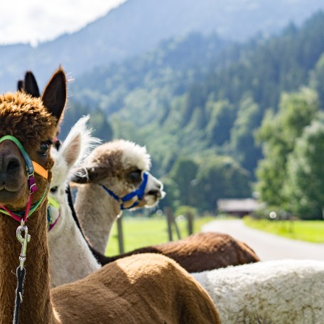 Alpaka Wanderungen am Tegernsee, © Der Tegernsee Alpaka Wanderungen am Tegernsee, © Der Tegernsee