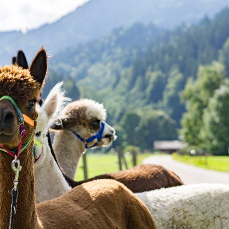 Alpaka Wanderungen am Tegernsee, © Der Tegernsee Alpaka Wanderungen am Tegernsee, © Der Tegernsee
