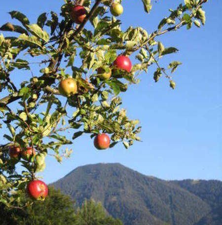 Ausblick auf den Wallberg mit einem unserer Apfelbäume, © im-web.de/ Tourist-Information Rottach-Egern