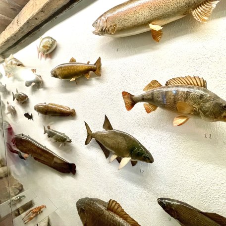 Jagerhaus_fische &copy; Ines Wagner