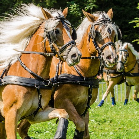 ttt_2017_rosstag_0016-rainer-vetter_1