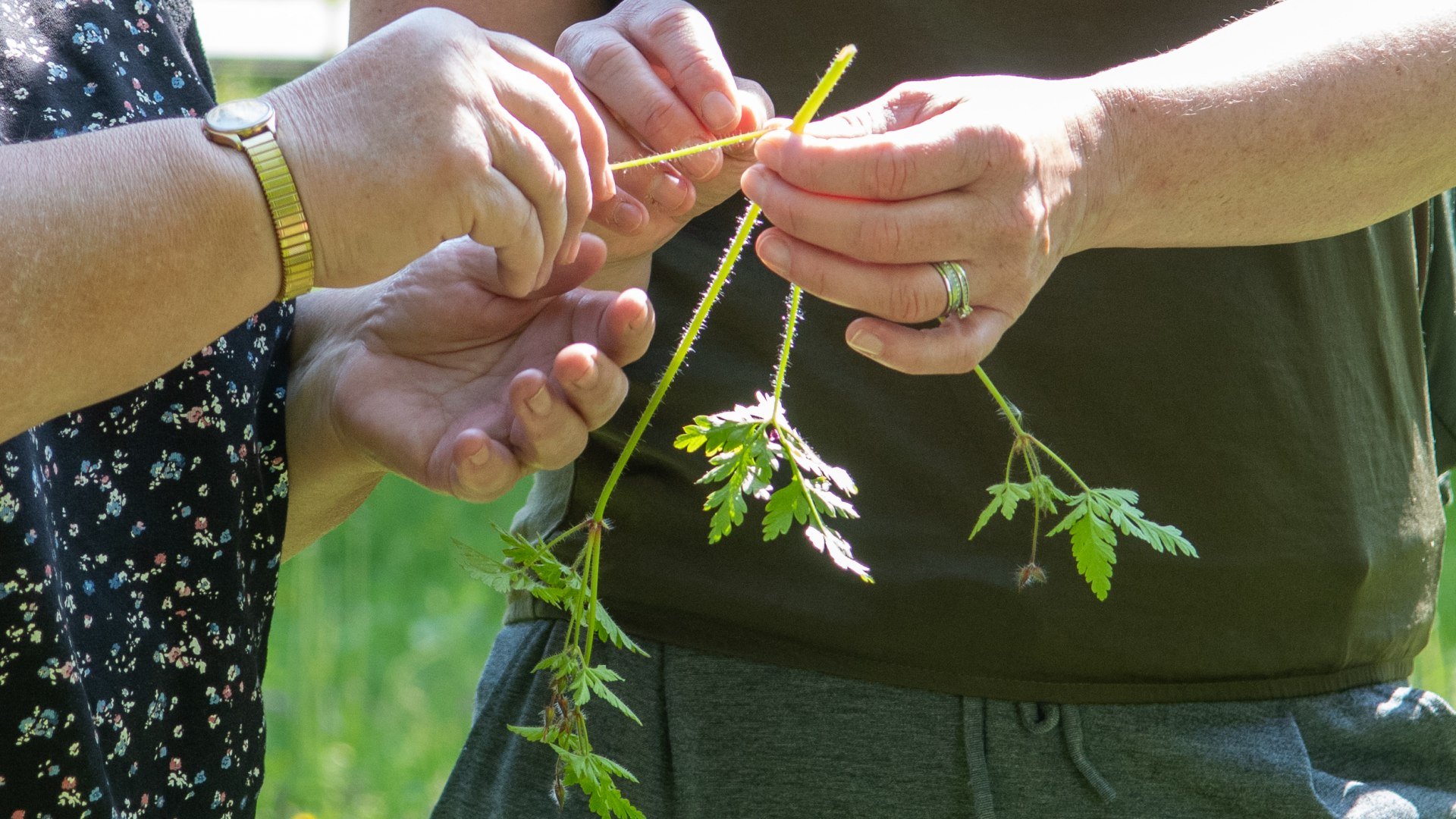 Kraeuter &copy; Der Tegernsee, Thomas Plettenberg (2), &copy; &copy; Der Tegernsee, Thomas Plettenberg
