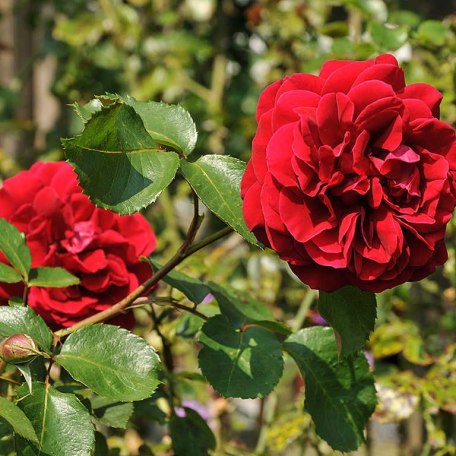Landhaus Friedrichsruh - Ferienwohnungen in Bad Wiessee, &copy; GERLIND SCHIELE PHOTOGRAPHY TEGERNSEE