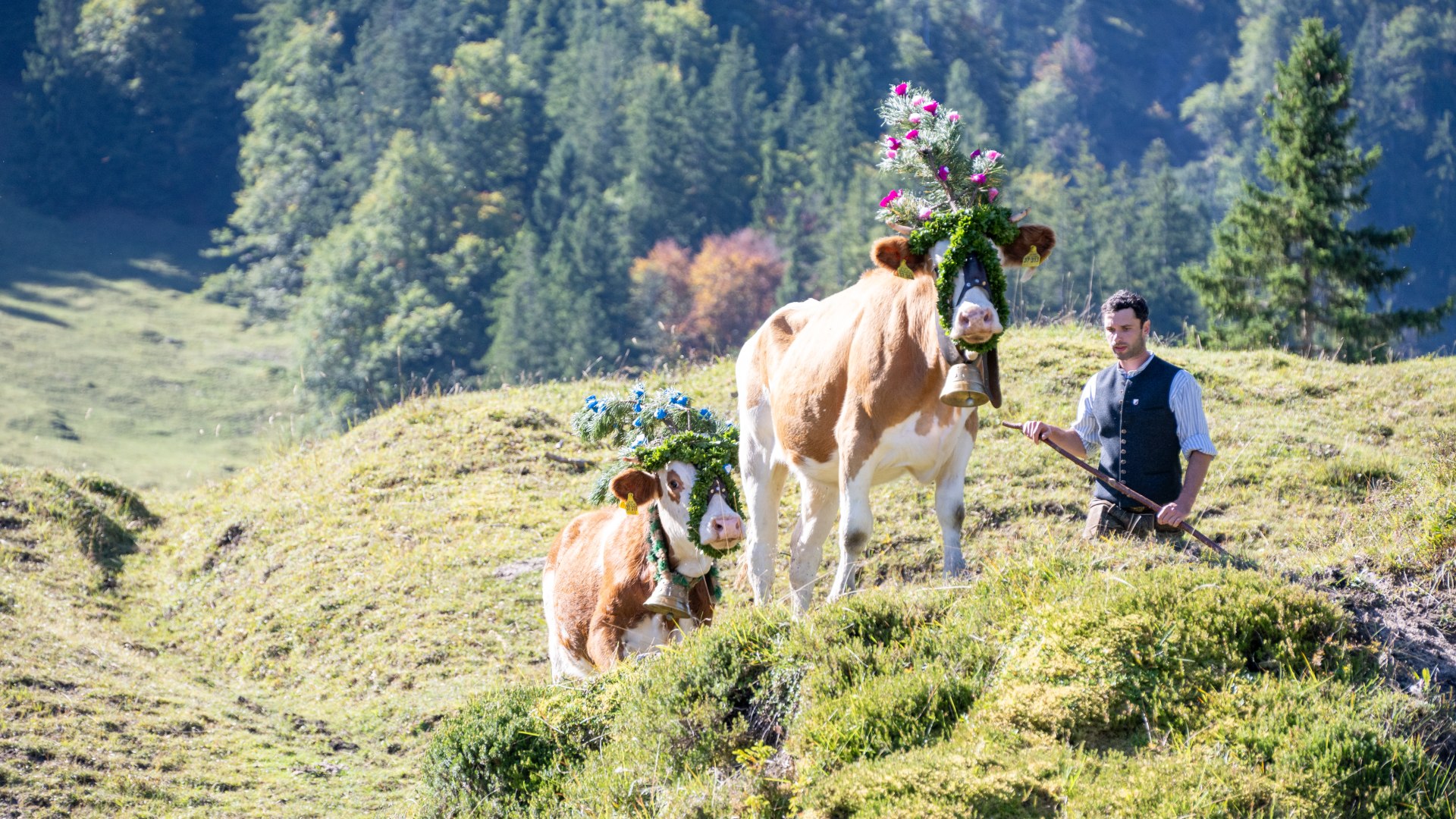 Über viele Jahre hinweg fotografiert Thomas Plettenberg den Almabtrieb Über viele Jahre hinweg fotografiert Thomas Plettenberg den Almabtrieb