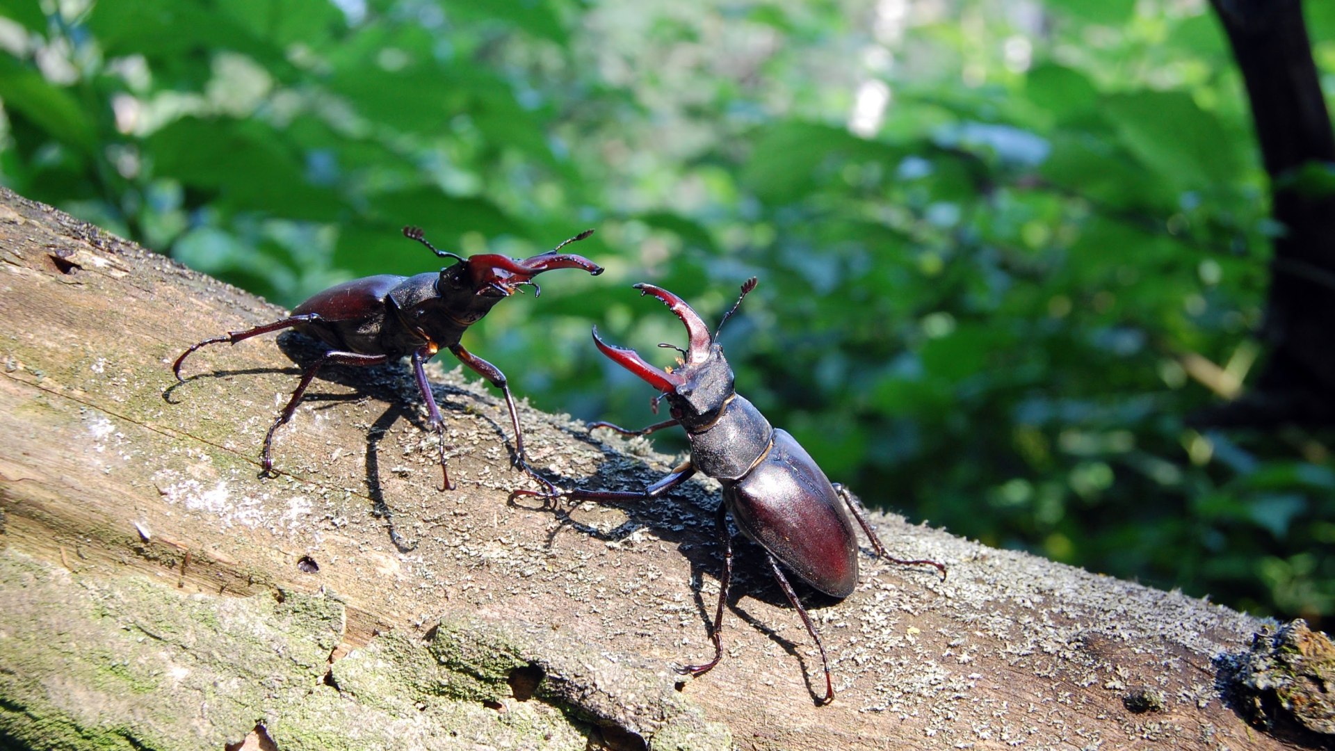 Hirschkäfer, © pronatour