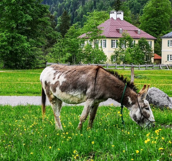 Eselwanderung, © Der Tegernsee (Ines Wagner) Eselwanderung, © Der Tegernsee (Ines Wagner)