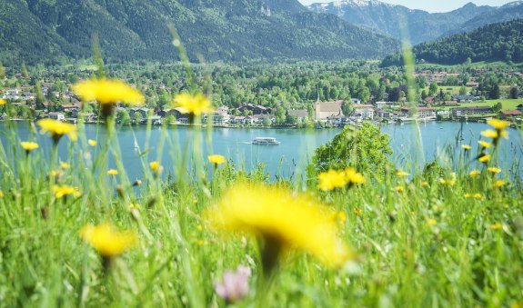 Eine wundervolle Bl&uuml;hwiese oberhalb des Tegernsees im strahlenden Sonnenschein, &copy; Dietmar Denger