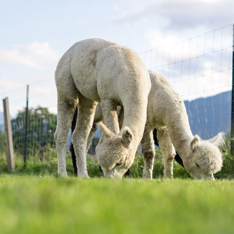 Alpaka Wanderungen am Tegernsee, © Der Tegernsee Alpaka Wanderungen am Tegernsee, © Der Tegernsee
