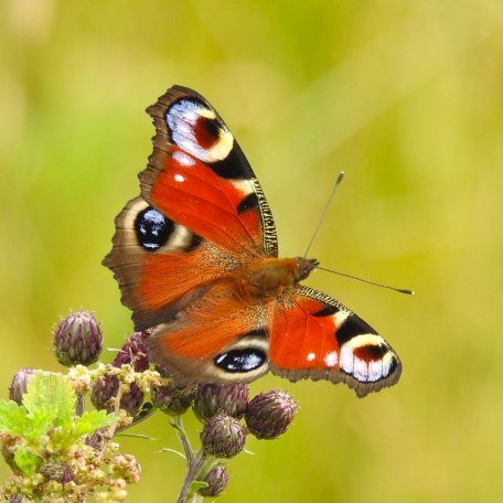 Lehr- und Erlebnisgarten, © pronatur Lehr- und Erlebnisgarten, © pronatur