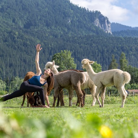 NK_KeyVisual_Alpaka Yoga &copy; Stefanie Pfeiler_036, &copy; DER TEGERNSEE