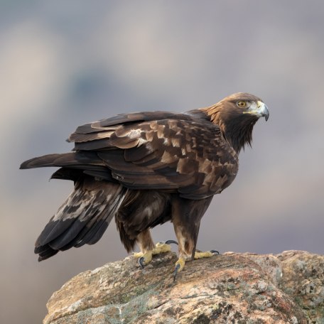 THF_Steinadler sitzend &copy; Adobe Stock_HPE, &copy; Adobe Stock