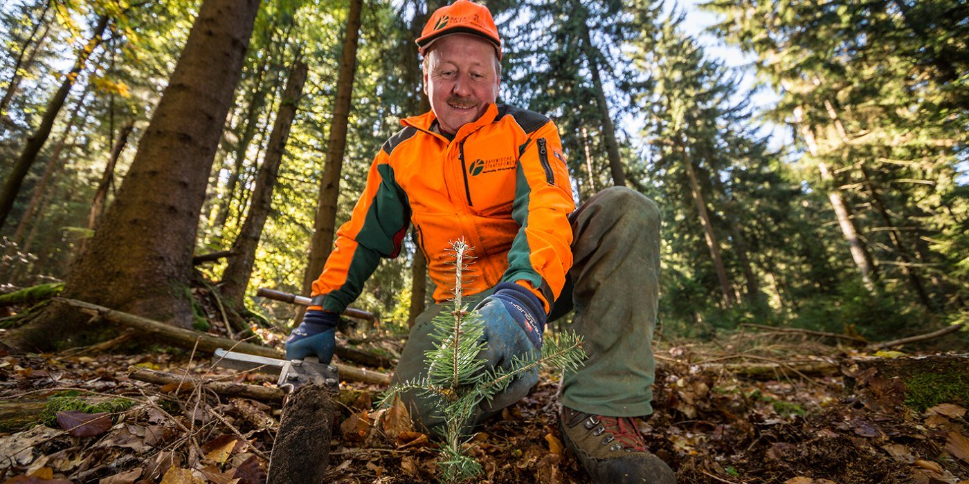 Pfanzung Tanne_BaySF_Martin Hertel, © Bayerische Staatsforsten