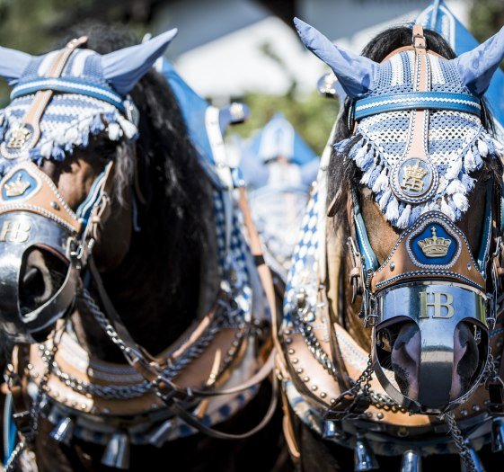Rosstag Rottach Egern, © Hansi Heckmair