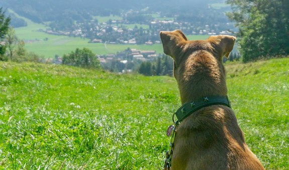 Angeleinter Hund blickt hinab ins Tal., &copy; Stefanie Pfeiler