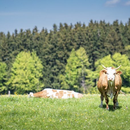 K&uuml;he Biohof, &copy; Biohof Kordes