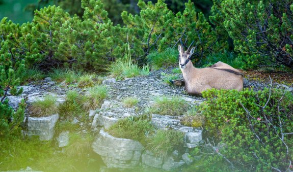 thf_wildes-tal_bernd-ritschel, © Der Tegernsee (Bernd Ritschel) thf_wildes-tal_bernd-ritschel, © Der Tegernsee (Bernd Ritschel)