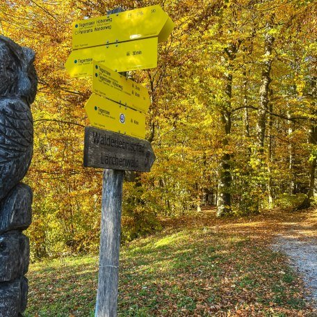 ttt_1123_mn_waldlehrpfad-laerchenwald_tegernsee_0006, © Der Tegernsee (Maria Nopper)
