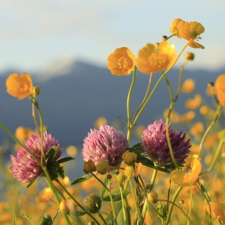 Spring in Gmund Flowers, © Egbert Krupp