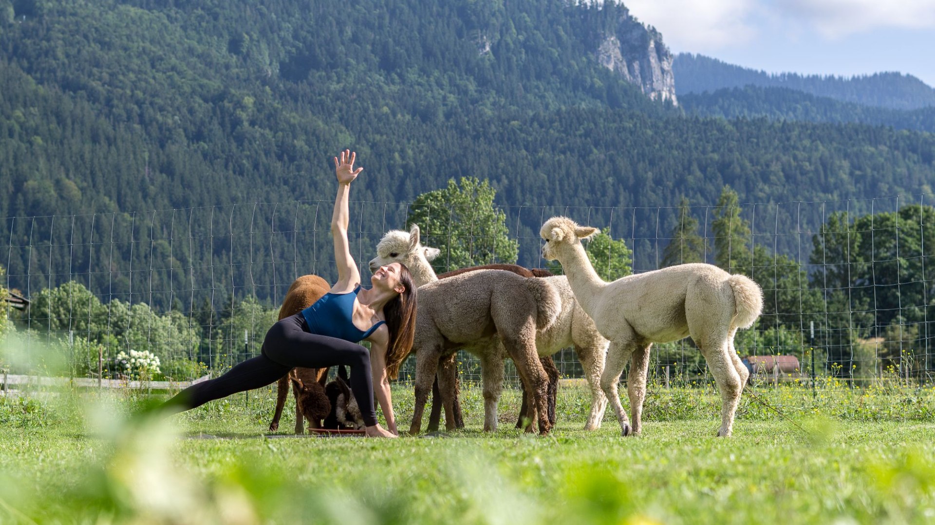 Alpaka Yoga, &copy; Der Tegernsee (Stefanie Pfeiler)
