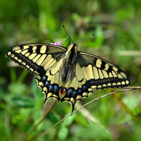 Lehr- und Erlebnisgarten, &copy; pronatur