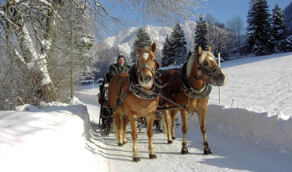 pferdeschlitten-adlbert_01 pferdeschlitten-adlbert_01