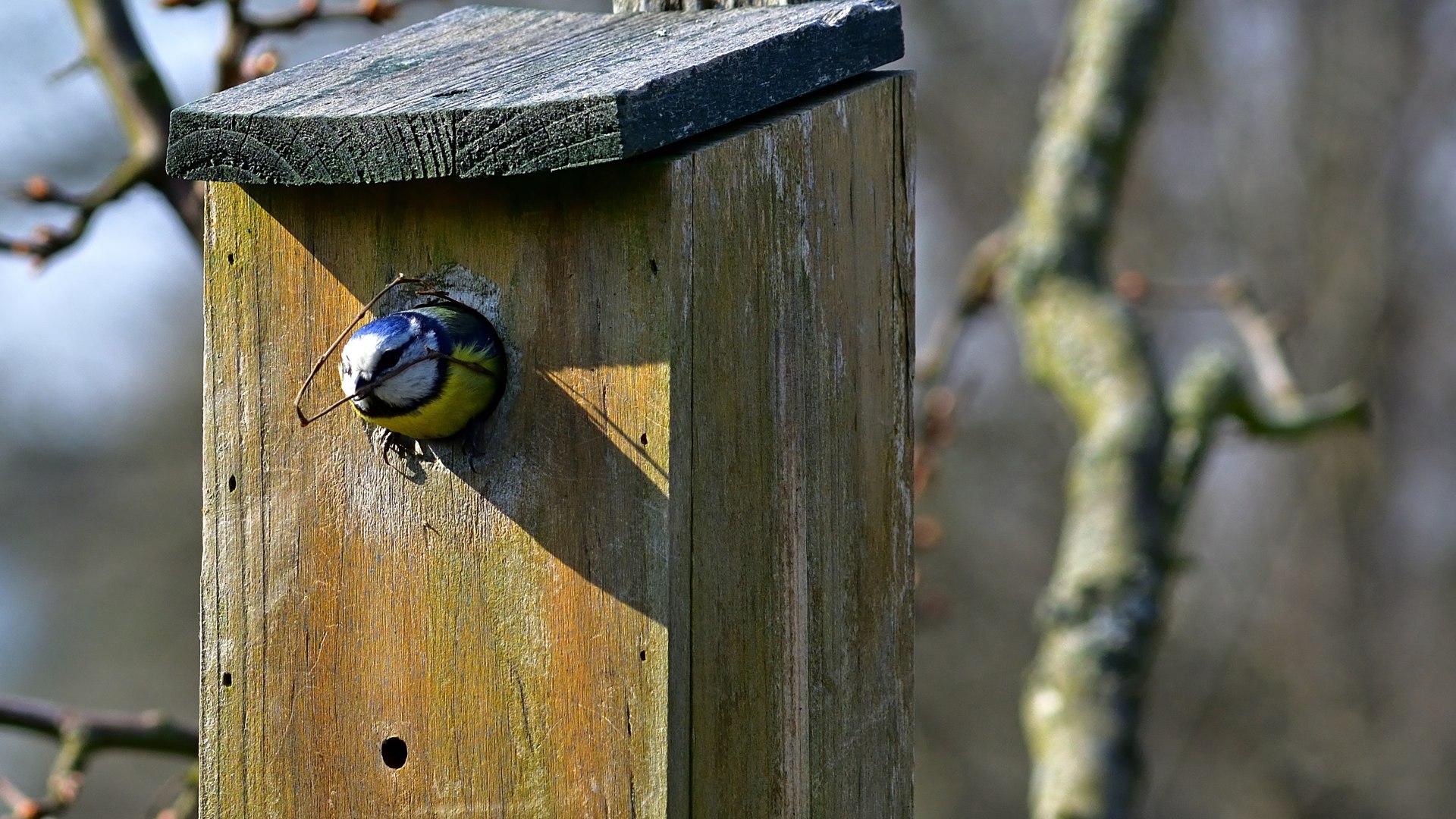 Blaumeise, © pronatour