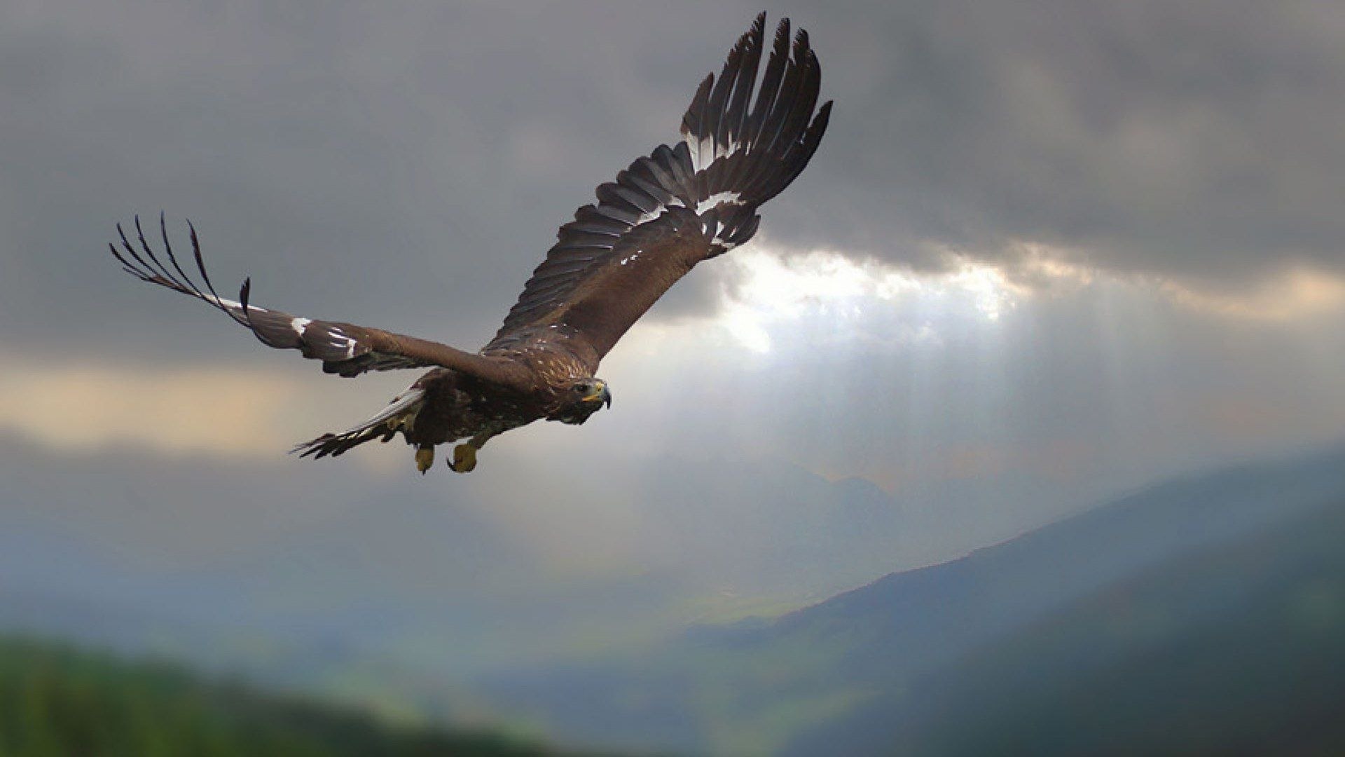 Steinadlerwanderung, © Der Tegernsee (Adobe Stock) Steinadlerwanderung, © Der Tegernsee (Adobe Stock)