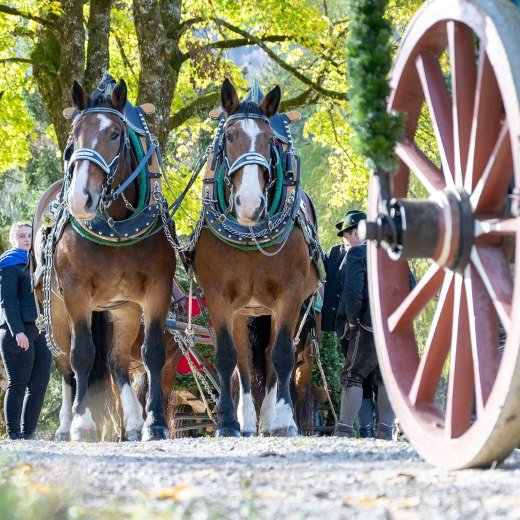 TTT_1124_TP_Brauchtum_Leonhardi_Kreuth_0082, © Thomas Plettenberg