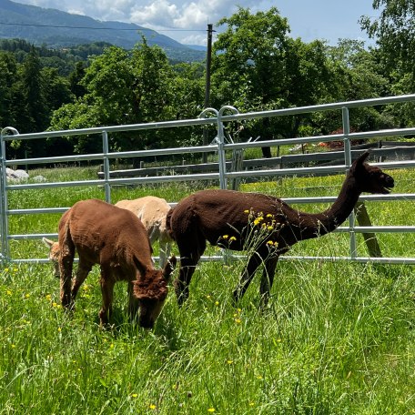 Unsere Alpakas, &copy; Maria Schuster