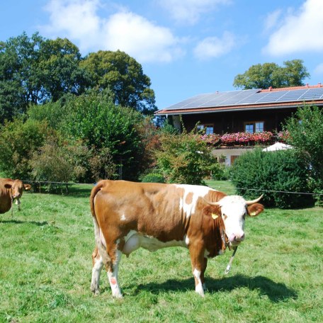 Unsere Kühe grasen auf den Weiden um den Hof, © im-web.de/ Tourist-Information Gmund am Tegernsee