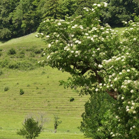 unsere Mutterkuhherde auf der Weide, &copy; im-web.de/ Tourist-Information Rottach-Egern
