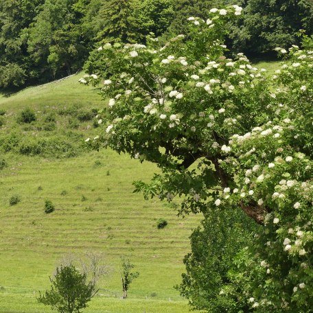 unsere Mutterkuhherde auf der Weide, &copy; im-web.de/ Tourist-Information Rottach-Egern