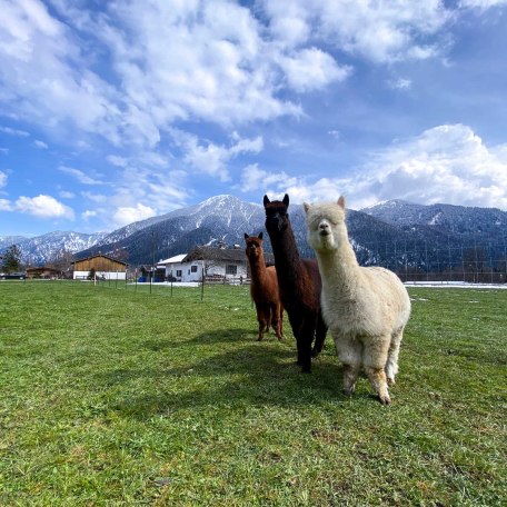 Unsere Alpakajungs Anton, Monaco & Ludwig (v.r.), © im-web.de/ Tourist-Information Kreuth