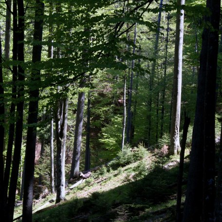 im Bergwald, © im-web.de/ Tourist-Information Kreuth