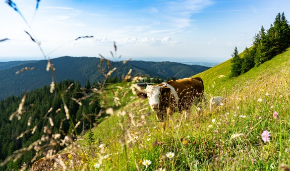 Kuh auf bl&uuml;hender Weidewiese in den Bergen, &copy; Stefanie Pfeiler