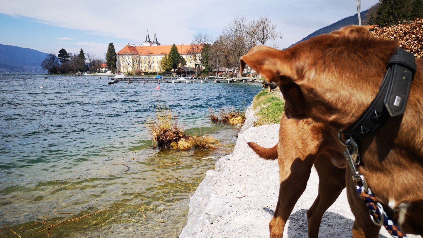 Mit dem Hund am Seeufer von Tegernsee spazieren zu gehen ist ein reiner Genuss., © Stefanie Pfeiler