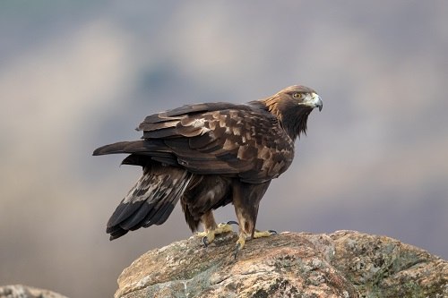 steinadler-sitzend-adobe-stock_hpe_1, © © Adobe Stock HPE