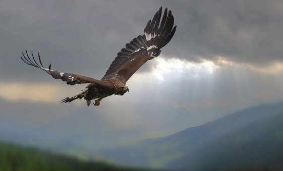 SteinadlerHerbstmomente, © Adobe Stock