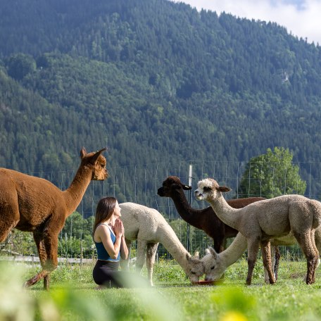 NK_Alpaka Yoga &copy; Stefanie Pfeiler_041, &copy; DER TEGERNSEE