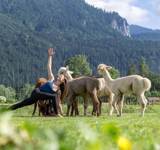 Alpaka Yoga, &copy; Der Tegernsee (Stefanie Pfeiler)
