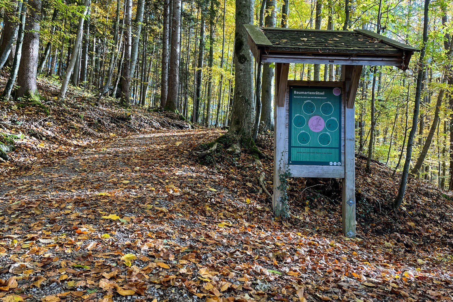 Lärchenwald_01, © Der Tegernsee (Maria Nopper)